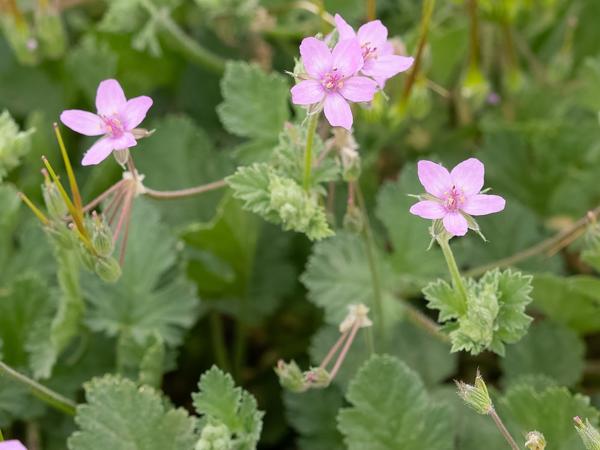 Duinreigersbek (Erodium cicutarium)